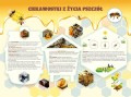 Tablica - ciekowski o życiu pszczół.jpg