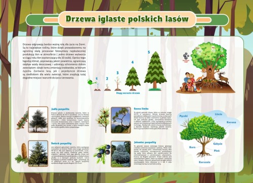 drzewa iglaste.jpg