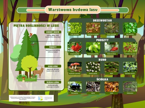 Tablica - warstwowa budowa lasu.jpg